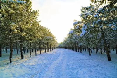 Imagem jigsaw puzzle