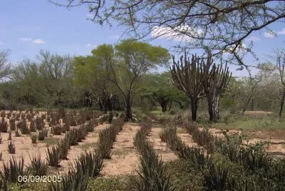 Siembra de zÃ¡bila jigsaw puzzle