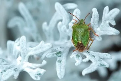 Imagem jigsaw puzzle