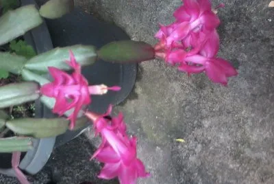 flor de maio
