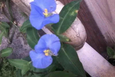 FLOR DE IEMANJÃ