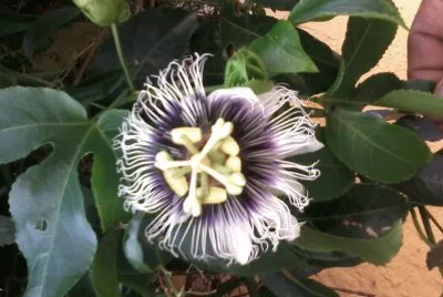FLOR DO MARACUJÃ