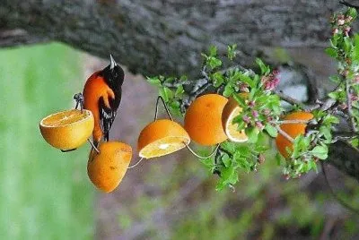 frutas