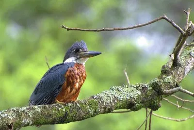 Martin pescatore neotropicale jigsaw puzzle