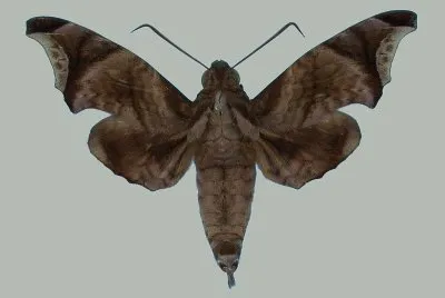 Enyotaedium