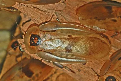 Blaberus giganteus