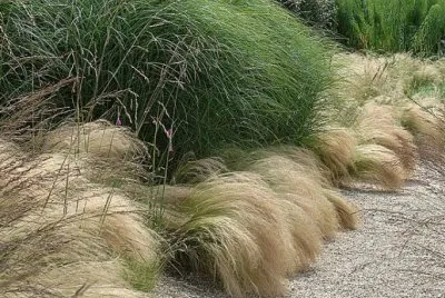 GraminÃ¨es jigsaw puzzle