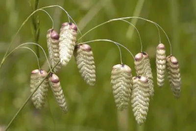 GraminÃ¨es jigsaw puzzle