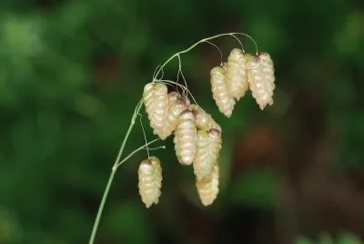 GraminÃ¨es