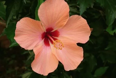 Flores