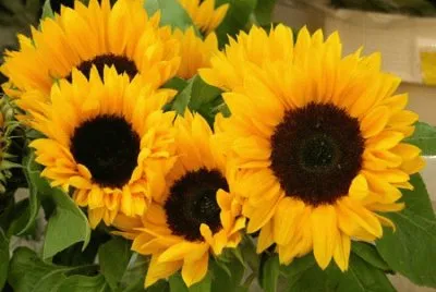 Girasoles