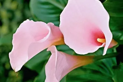 flores