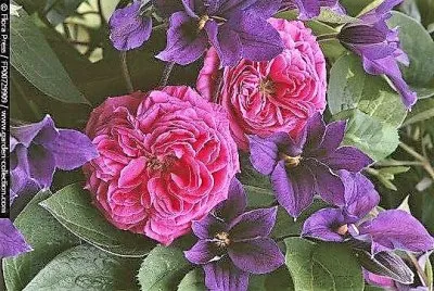 flores