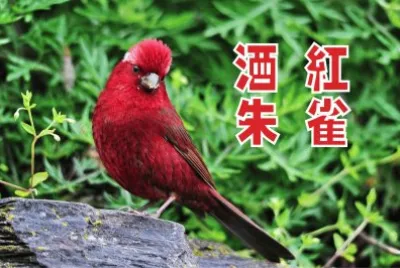 é…’ç´…æœ±é›€