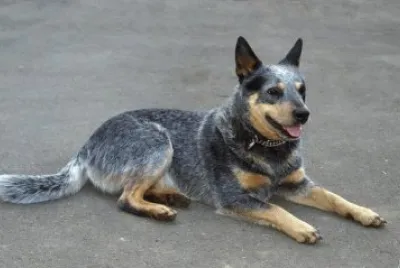 Blue heeler