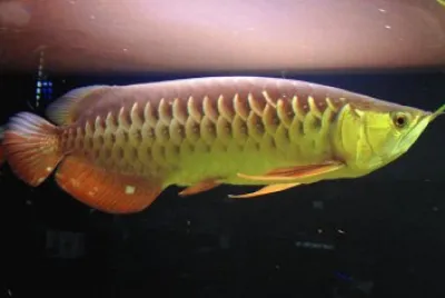 Schleropages formosus