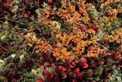 Imagem jigsaw puzzle