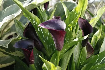 Arum