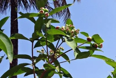 Imagem jigsaw puzzle