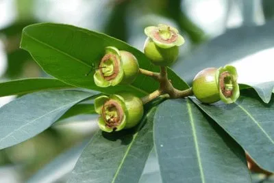 Imagem jigsaw puzzle