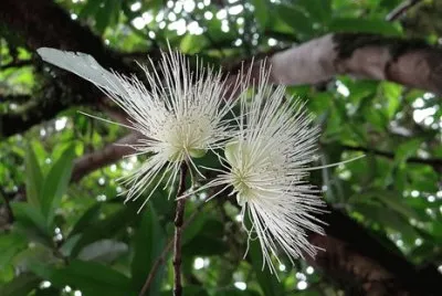 Imagem jigsaw puzzle