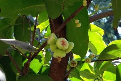 פאזל של Imagem