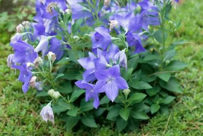 flores