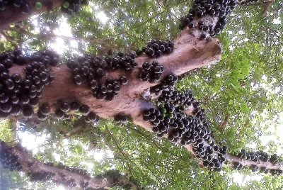 frutas jigsaw puzzle