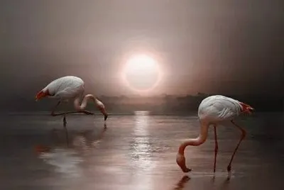 פאזל של natural