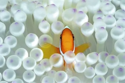 clown fish jigsaw puzzle