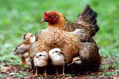 mom#277