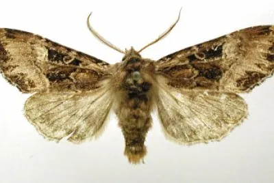 Blepharite amica