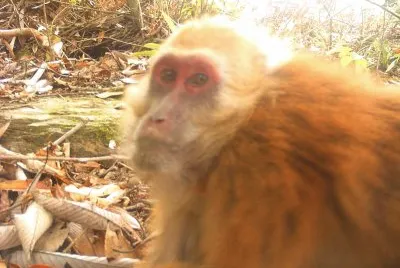 Macaca munzala