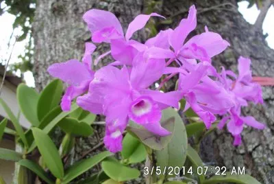 Blooming Orchids in our garden
