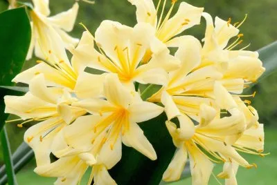 Clivia