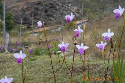 Flores do campo jigsaw puzzle