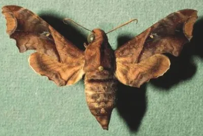 Enyo ocypete