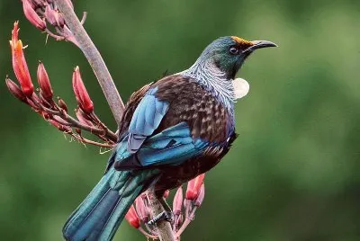 Tui
