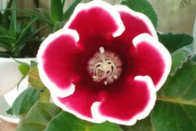 Gloxinia