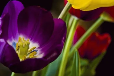 morado 2