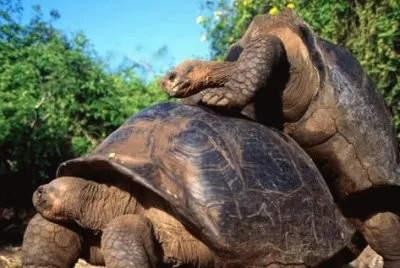Imagem jigsaw puzzle
