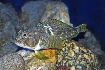 Trematomus bernacchii jigsaw puzzle
