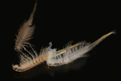 Artemia