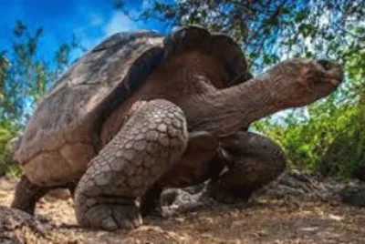 Imagem jigsaw puzzle