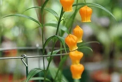 flores