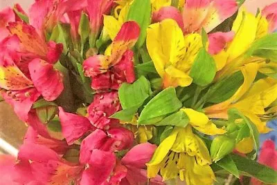 flores