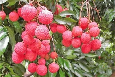 frutas