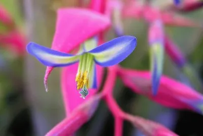flores