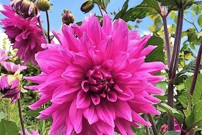 flores