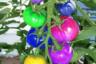 tomates